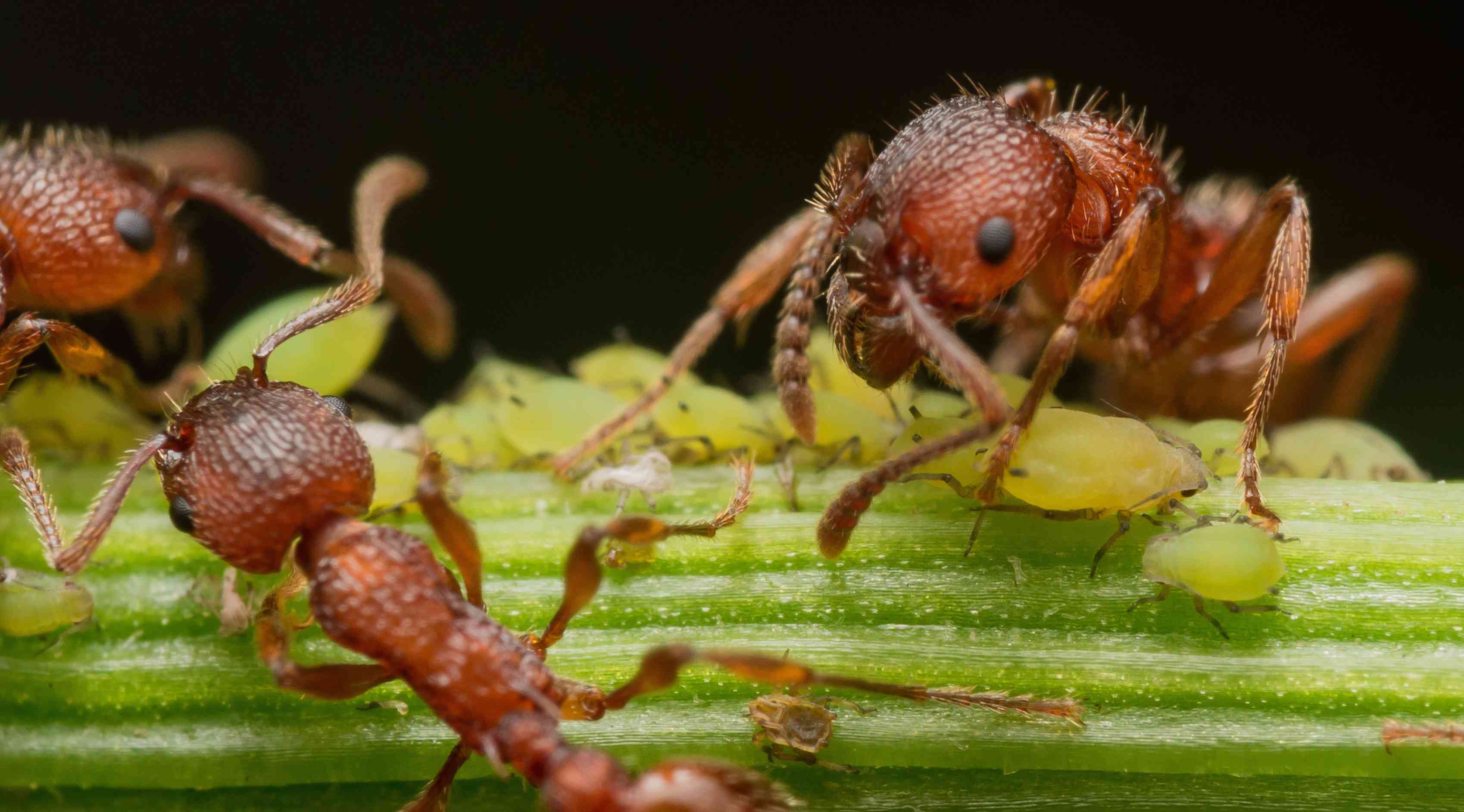 蚂蚁放牧蚜虫