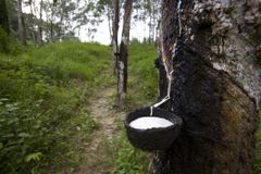 特写镜头的一个雕刻橡皮树出产的橡胶()的橡胶树割面干涸病在普吉岛,泰国