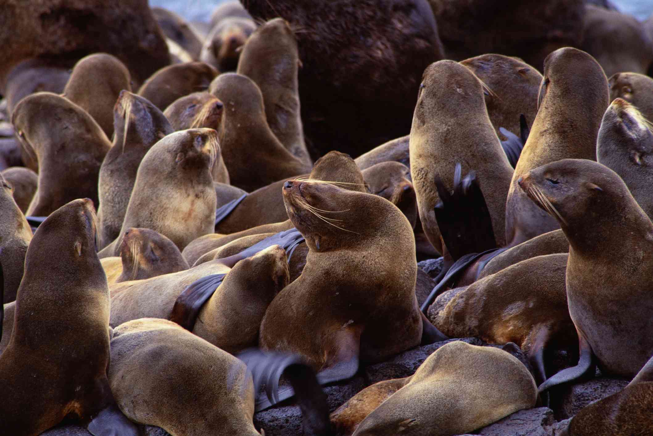 许多海豹坐在岩石上。“width=
