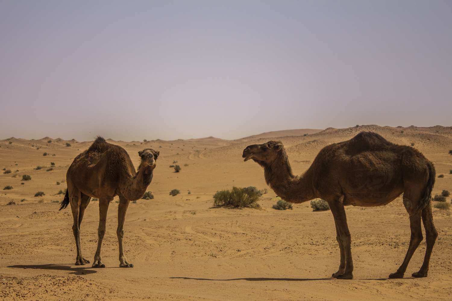 沙漠中的一对单峰骆驼＂>
          </noscript>
         </div>
        </div>
        <figcaption id=
