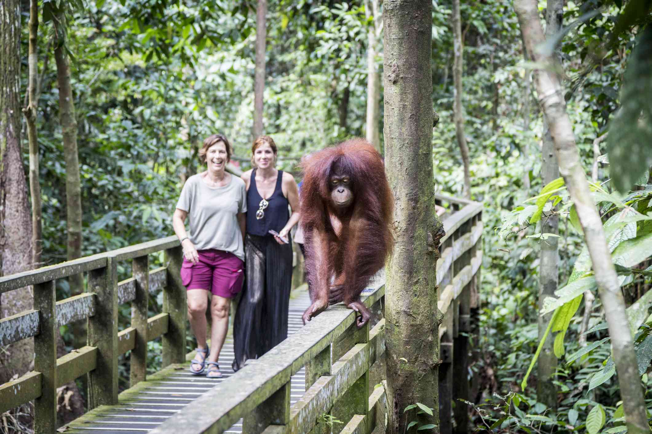马来西亚锡皮洛克自然保护区的一只猩猩＂width=