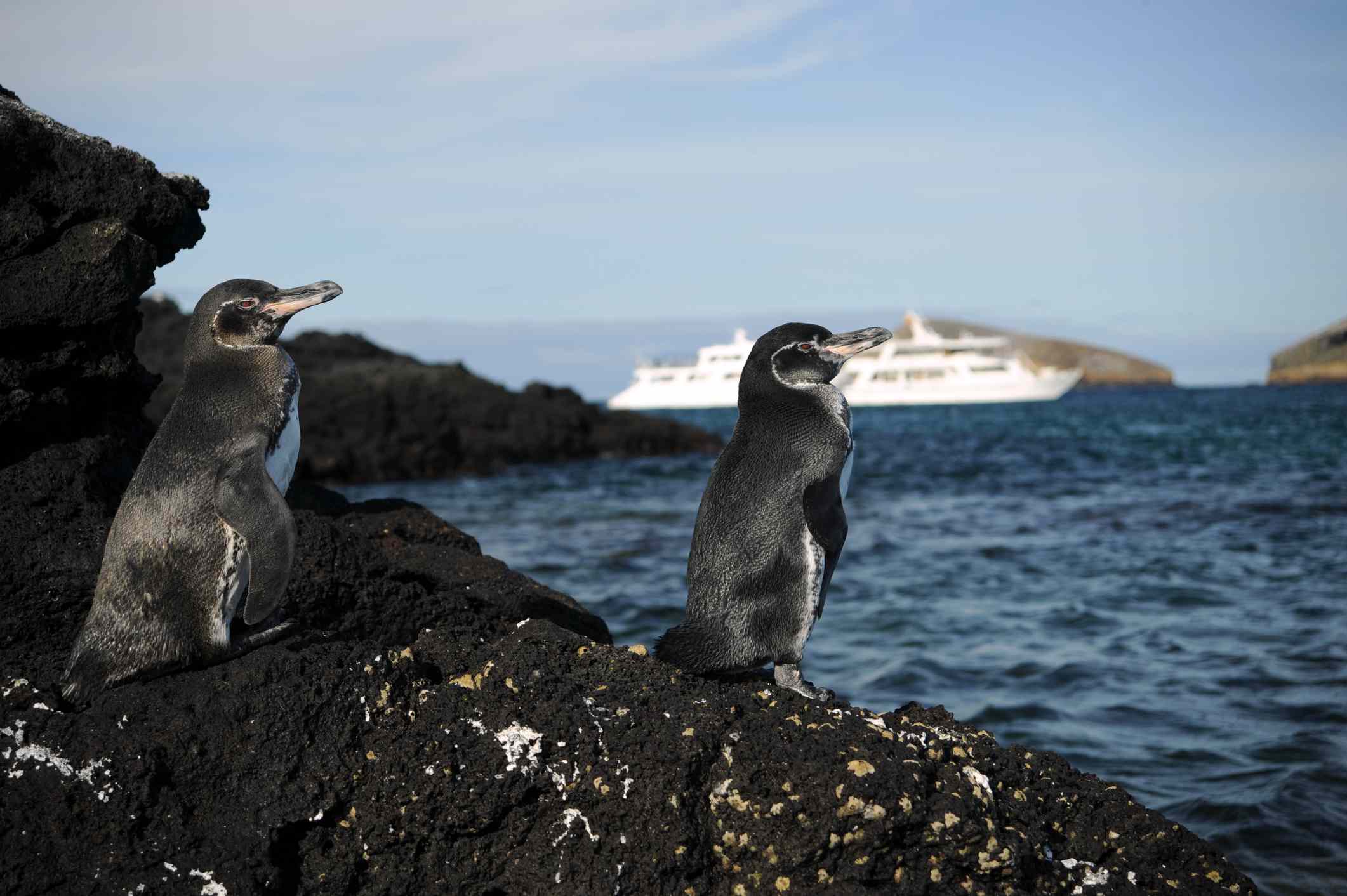 两辆加拉帕戈斯企鹅栖息在一块岩石上，远处有一艘游轮“width=