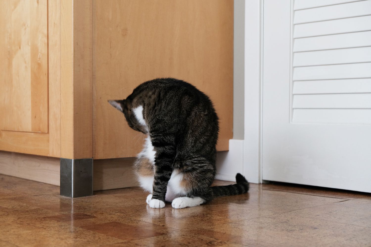 条纹猫在房子内部的瓷砖地板上舔自己