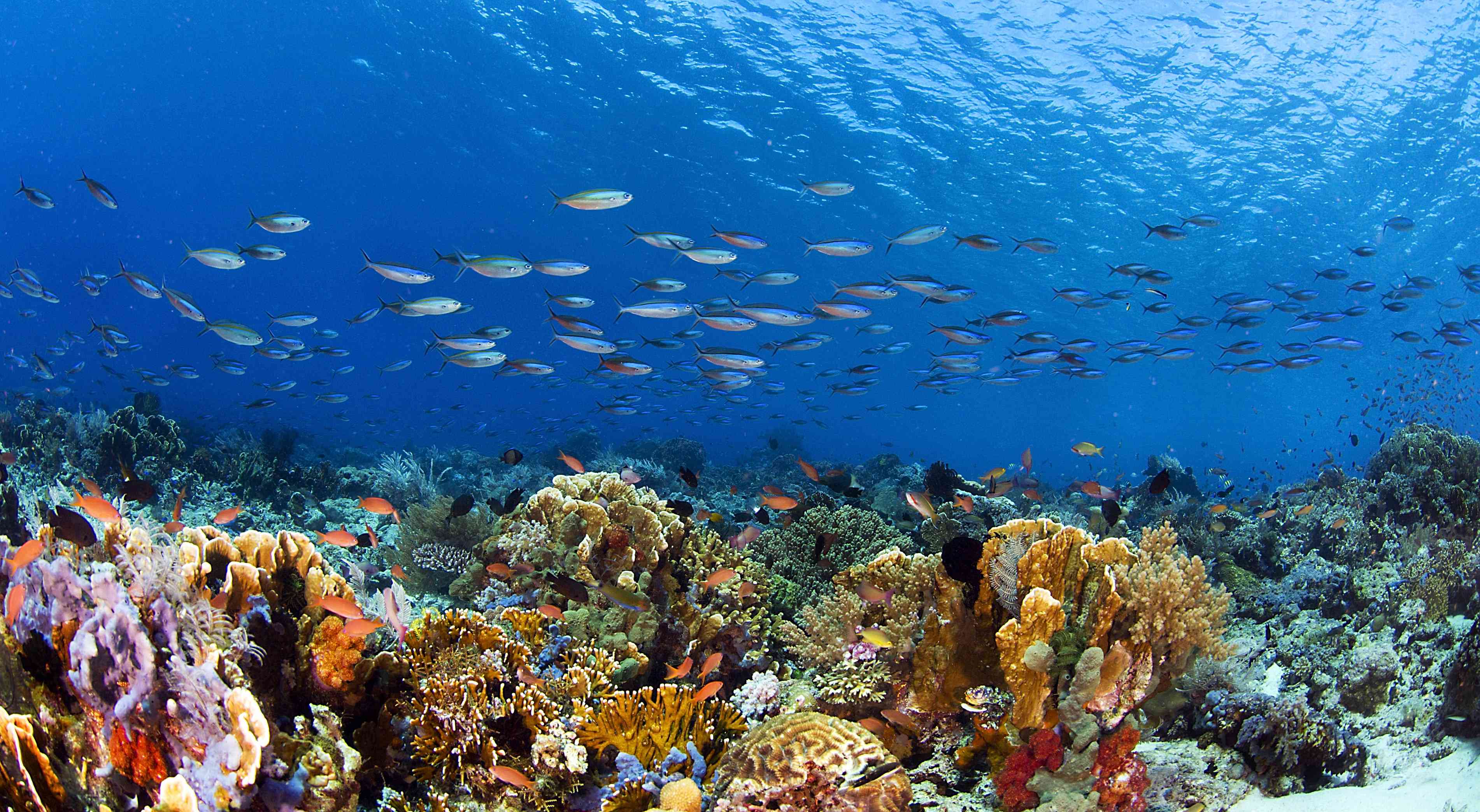 水下的珊瑚礁和一群鱼在上面游泳。＂width=