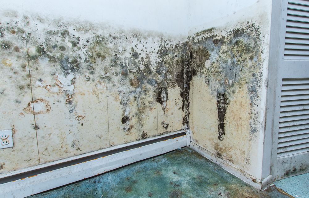 在一个被水破坏的房子里，霉菌在墙上生长
