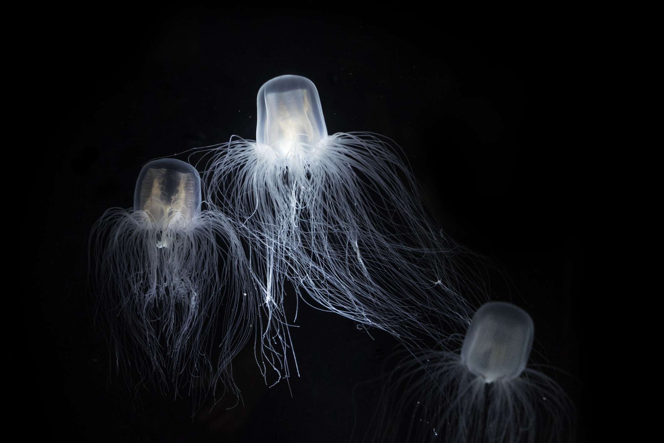 三个水母长,stringlike触角在黑暗的水