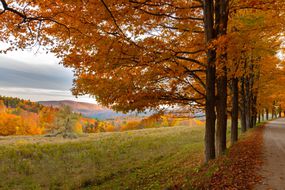 佛蒙特州枫树成行的道路俯瞰着田野和群山，树木在秋天变换着颜色