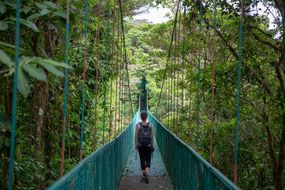 在哥斯达黎加Monteverde云森林生物保护