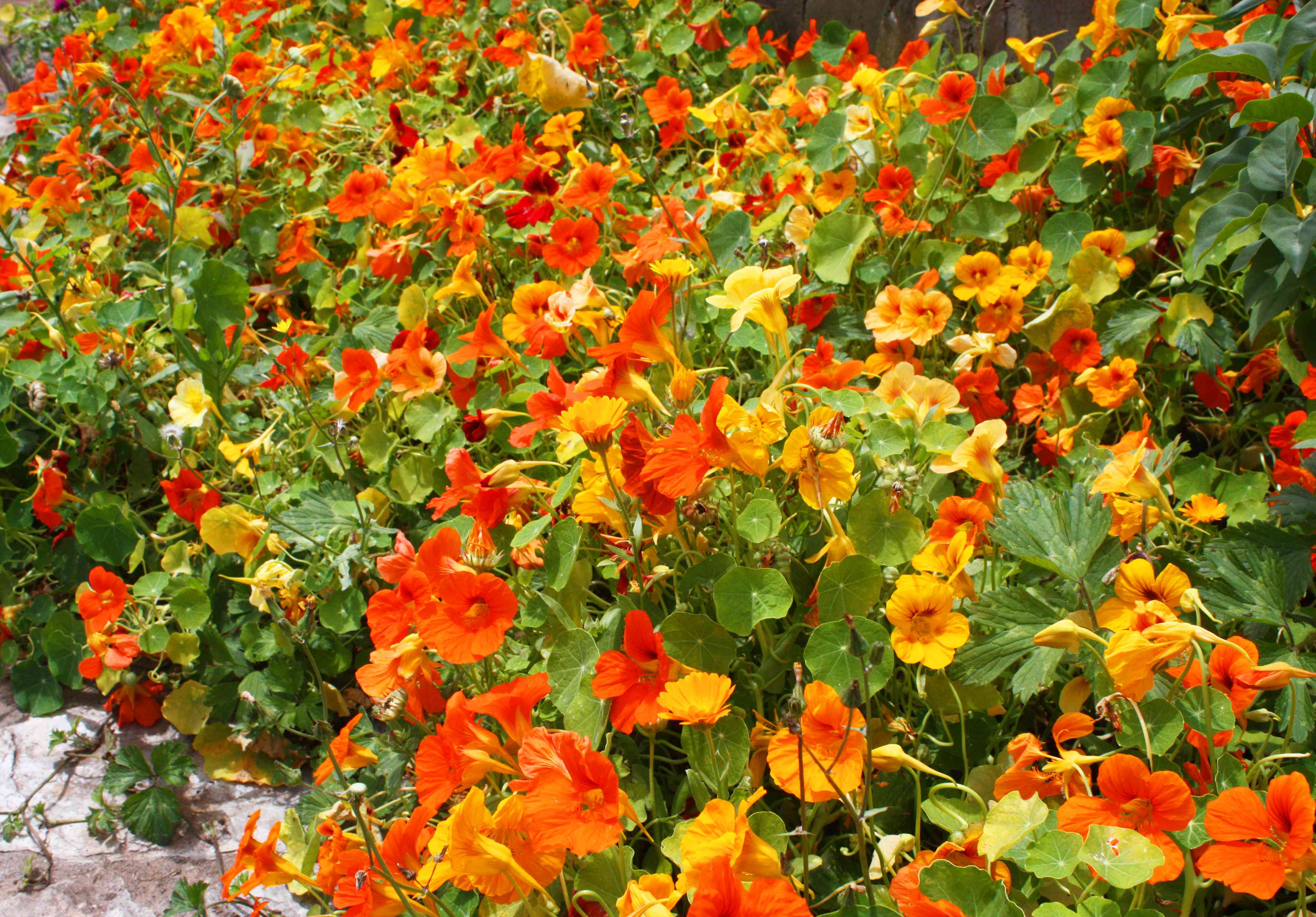 nasturtium“width=