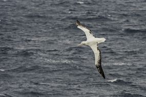 一只漂泊的信天翁，白色的翅膀带着黑色的尖端，飞过广阔的海洋＂width=