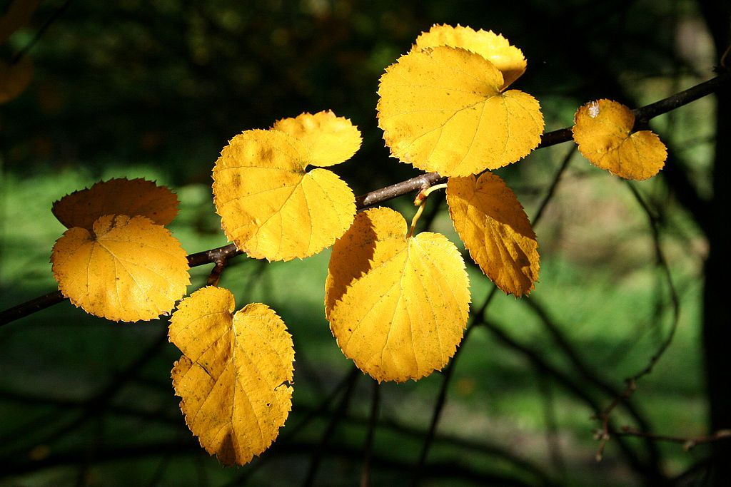 秋天，弗吉尼亚圆叶桦的金色叶子＂width=