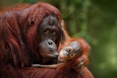 猩猩母亲有孩子