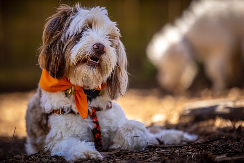 失明和失聪Aussiedoodle Truvy