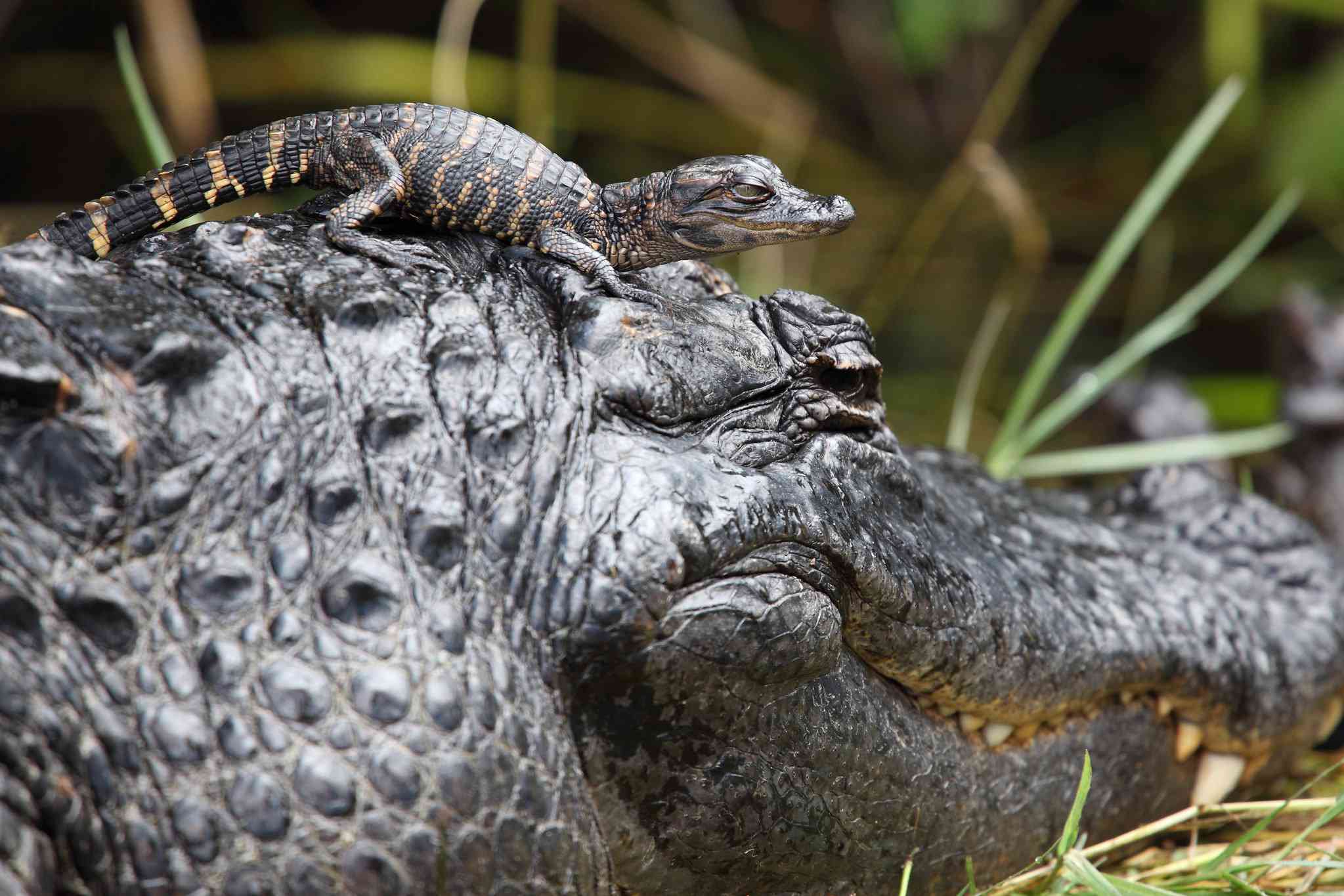 母亲的鳄鱼爬行，婴儿在头上休息