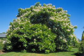 梓bignonioides(印度豆树),成熟的树在公园”width=