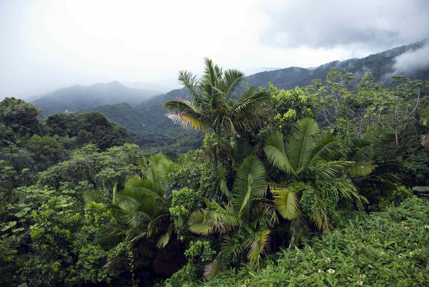 波多黎各的埃尔云克国家森林