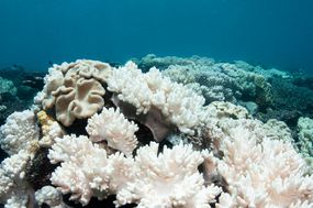 柔软的珊瑚珊瑚漂白在大屏障礁上“width=