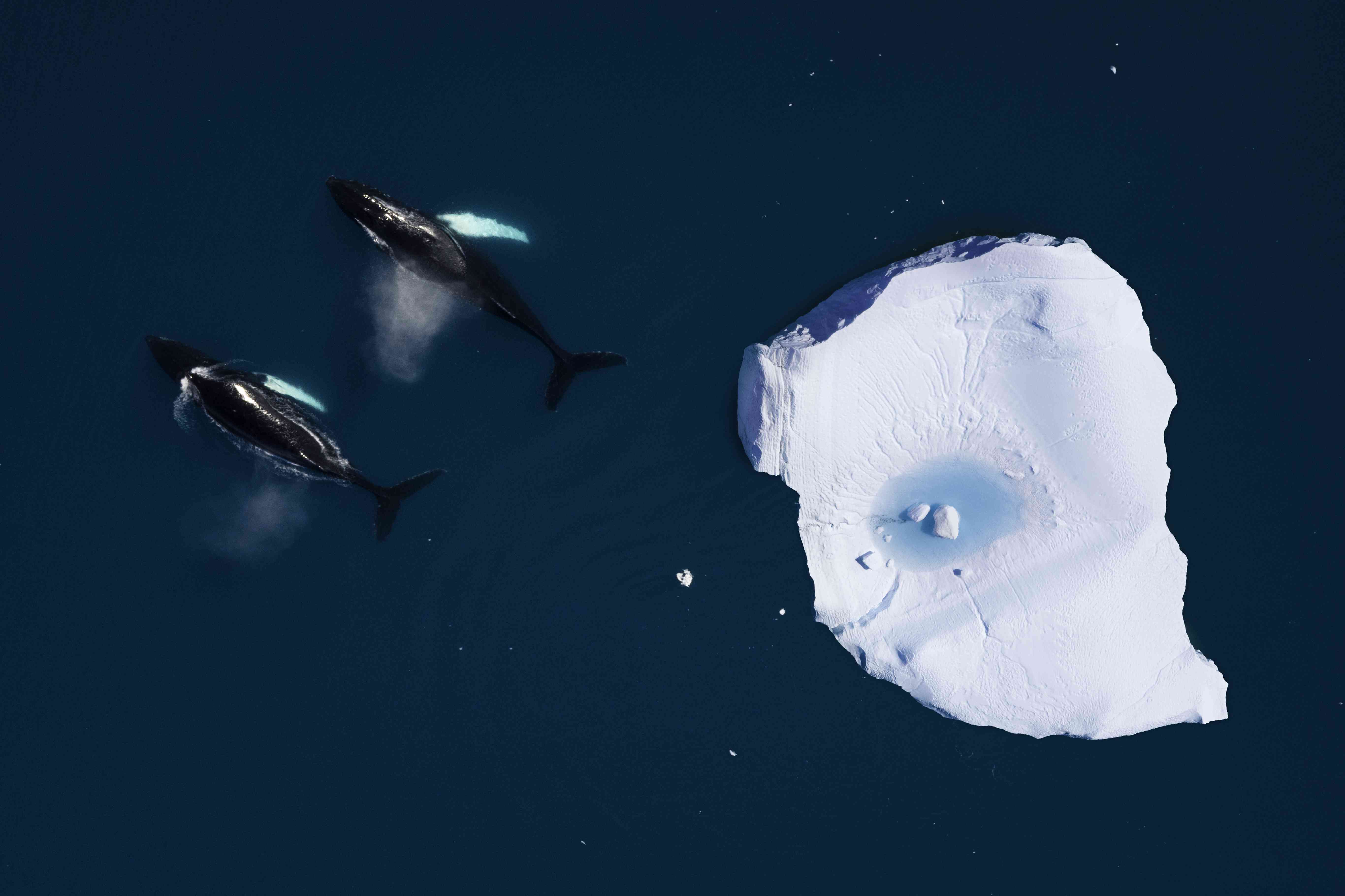 鲸鱼在冰山间游动的鸟瞰图＂width=