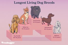 最长活狗品种说明玩具贵宾犬和马耳他