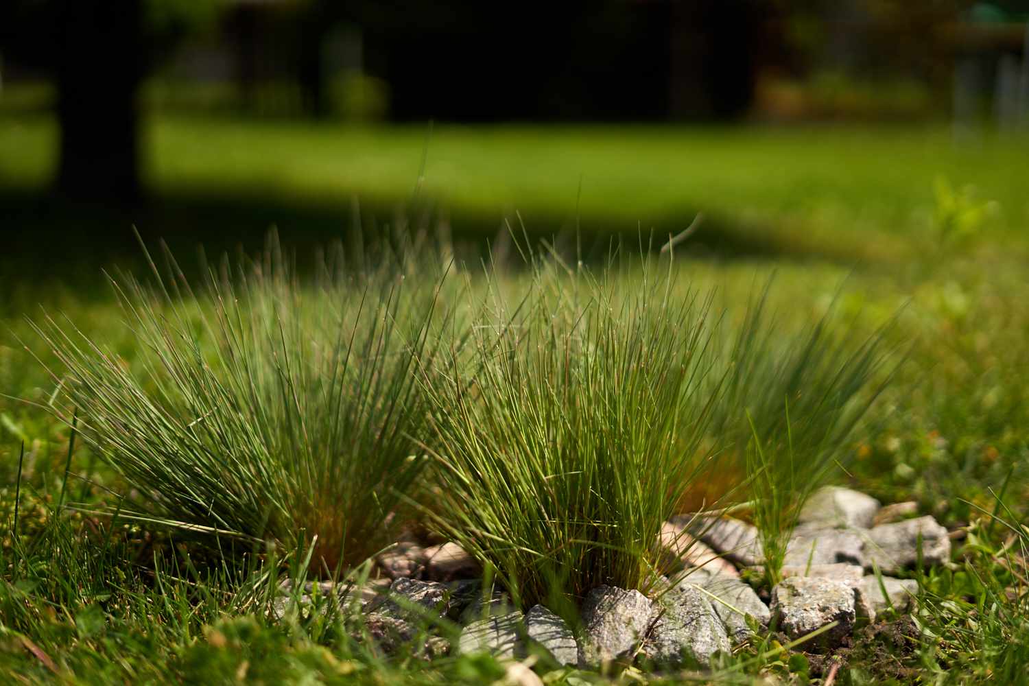 雪松丝（Carex eburnea）在前院生长，被大石头包围“width=