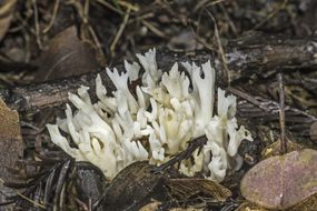昆仔Ramariopsis kunzei是珊瑚科可食用真菌。俗称白珊瑚菇。阿姆斯特朗红杉州立自然保护区。
