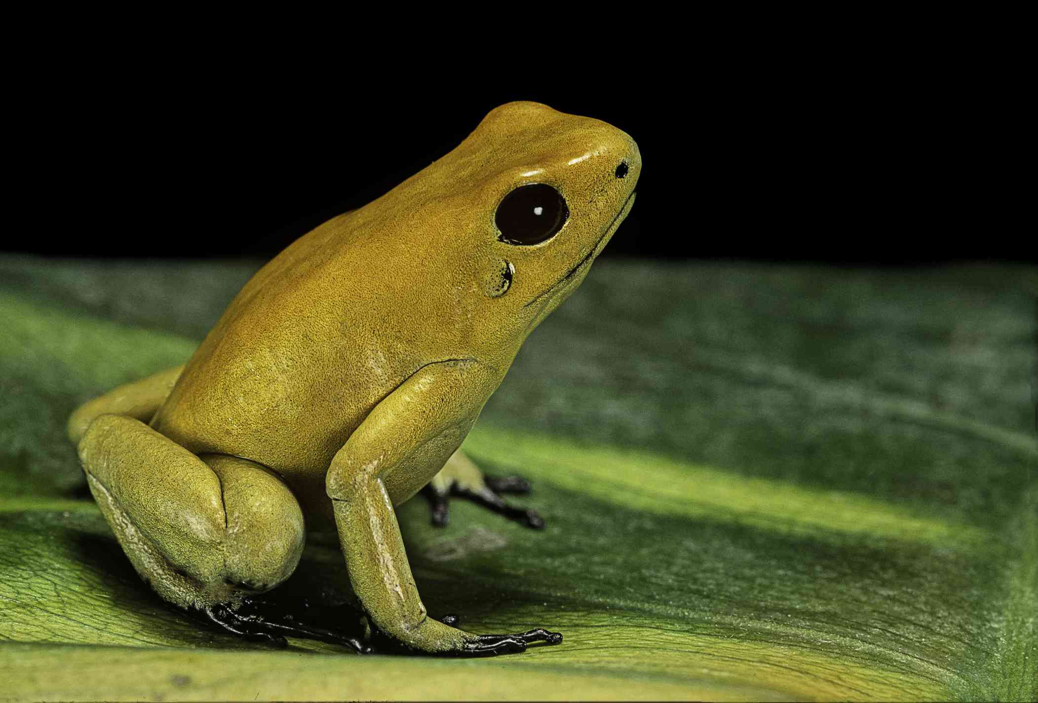 一只金色的毒蛙(恐怖叶蛙)坐在一片绿叶上＂width=