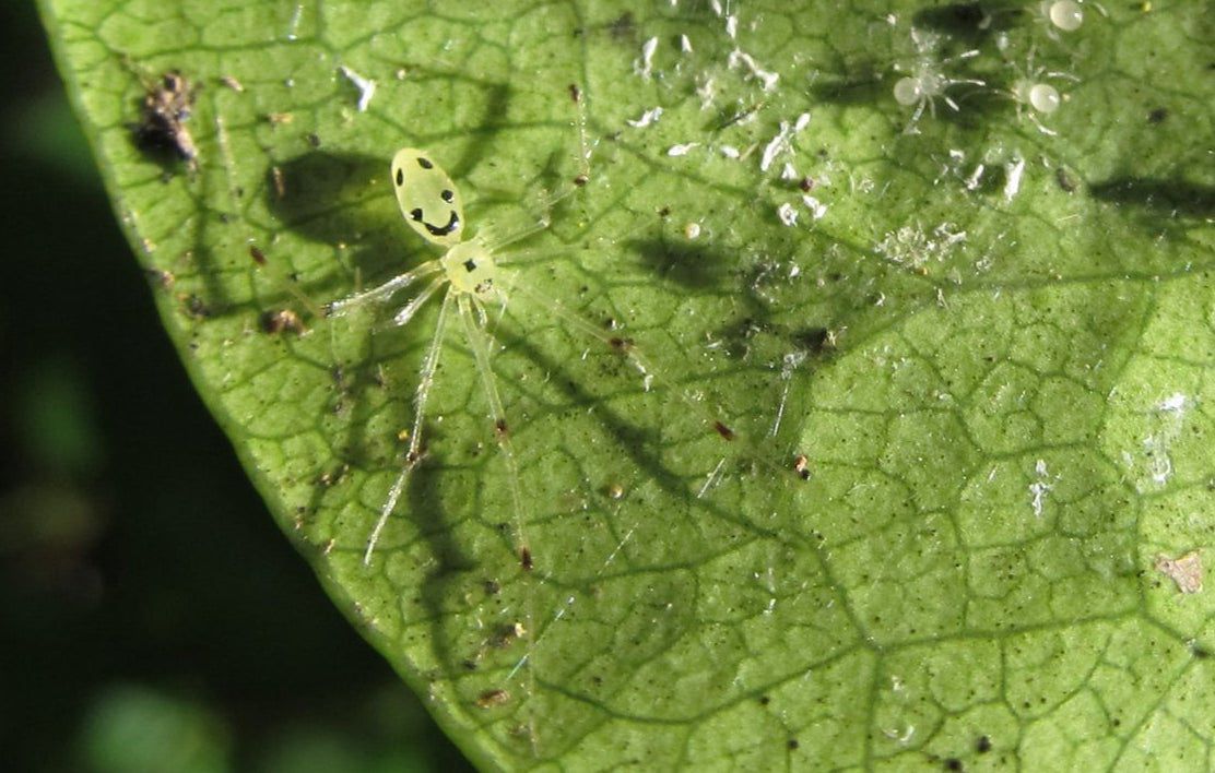 一个绿叶的特写，一个浅绿色的笑脸蜘蛛，长腿，似乎是眉毛，眼睛，和微笑