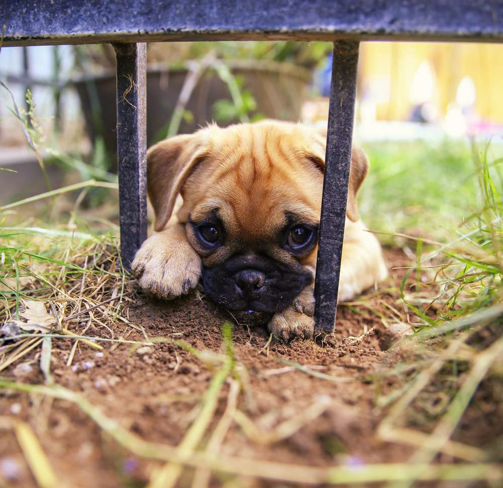 小狗在篱笆上挖洞