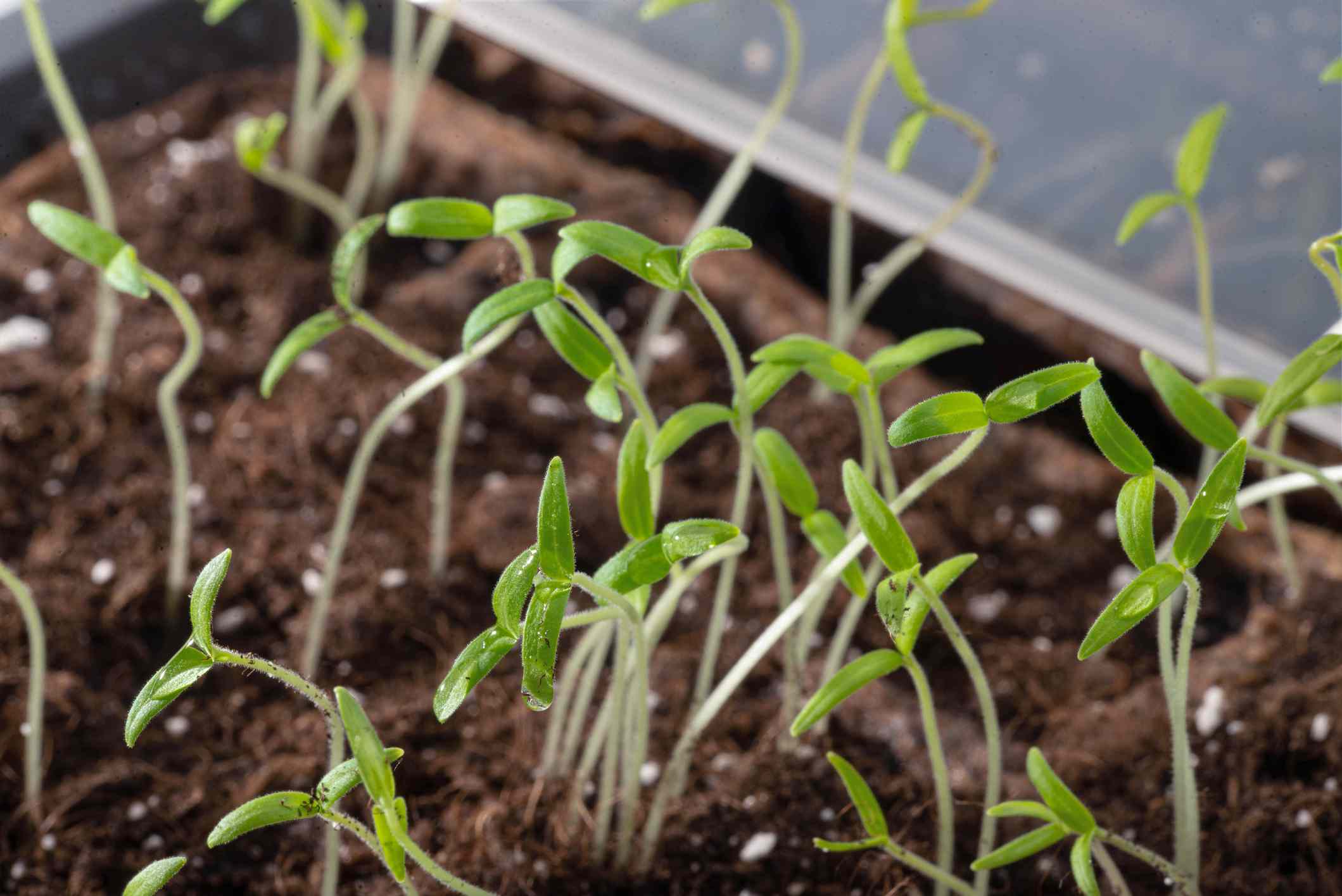 Tomato seedlings with cotyledons in a cold frame