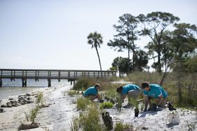志愿者在佛罗里达的海滩上种植海草＂width=
