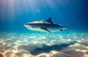 鲨鱼像阳光照在水中游泳