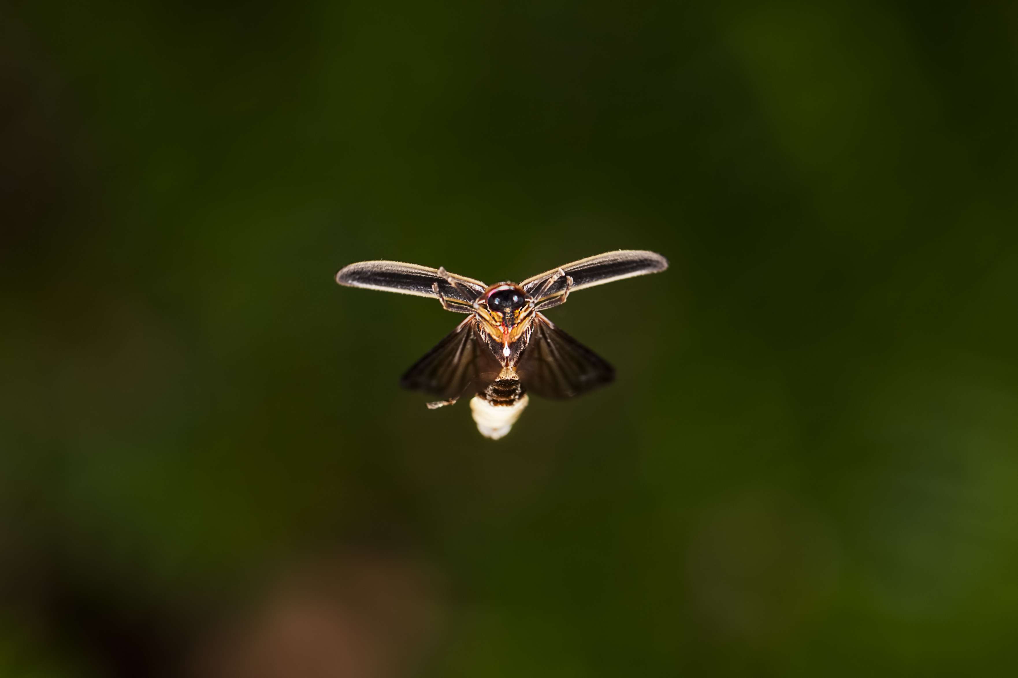 一只张开翅膀被照亮的萤火虫。