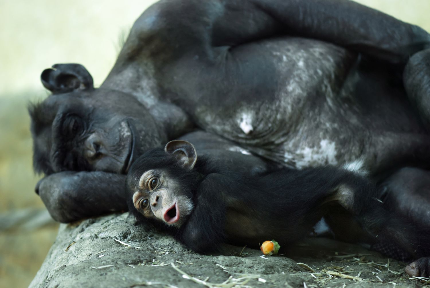 成年猩猩和幼猩猩并排躺着。