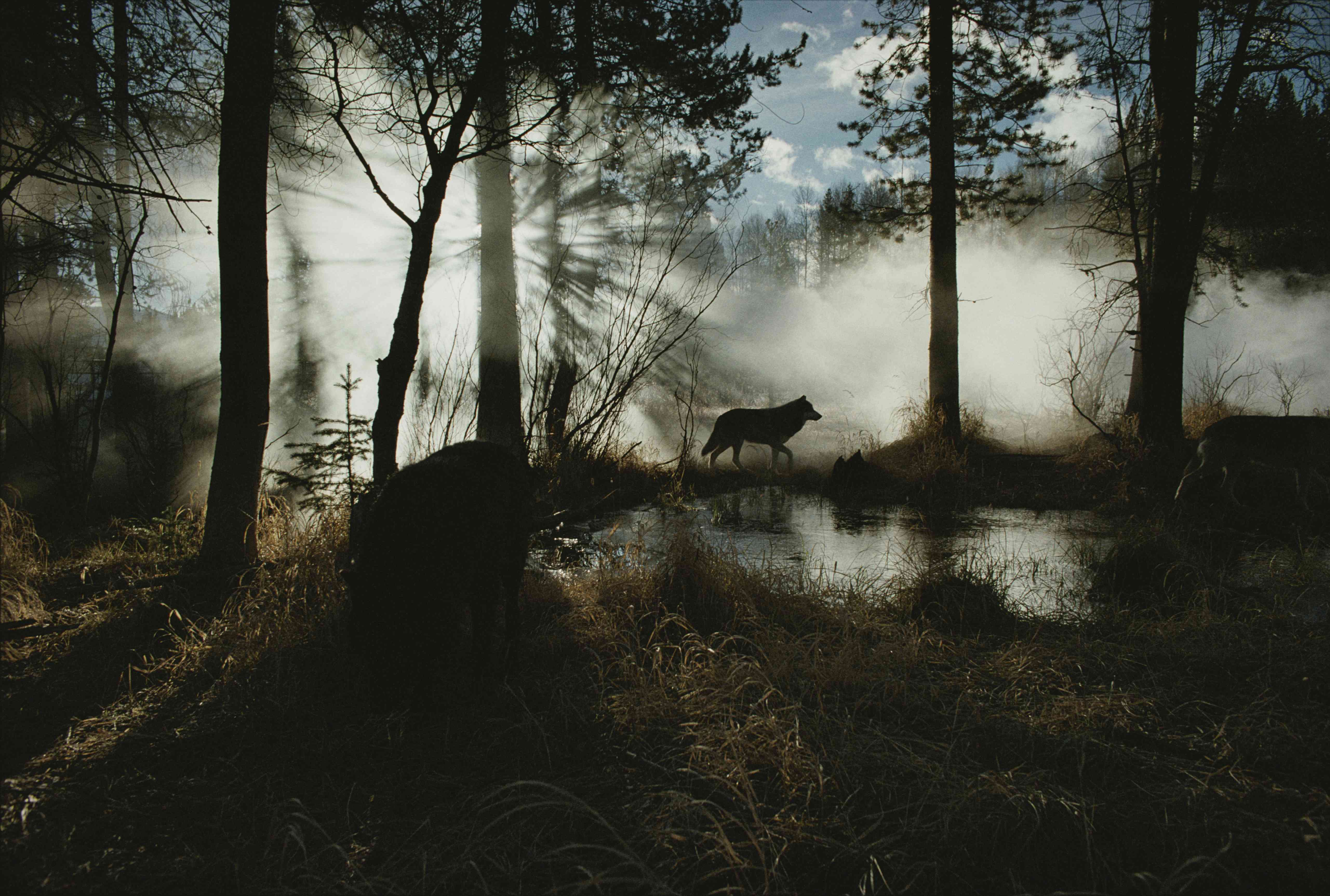 一只孤独的狼，在雾蒙蒙的黑暗森林里。