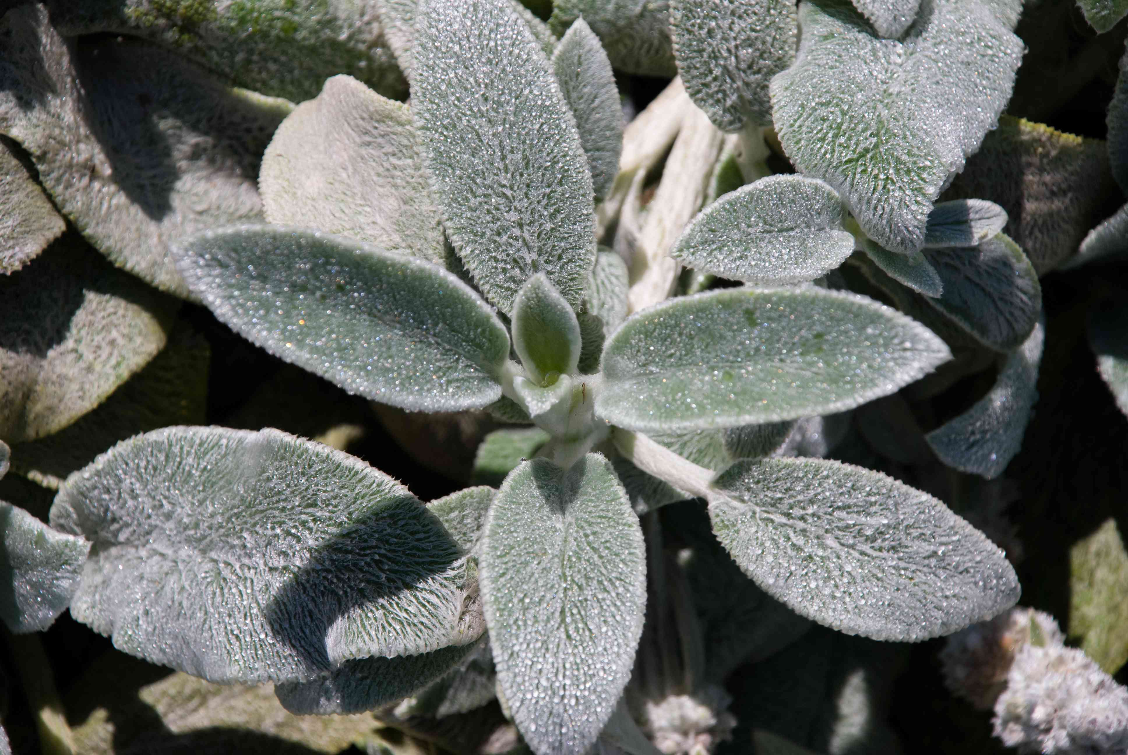 Stachys Byzantina Plant“width=