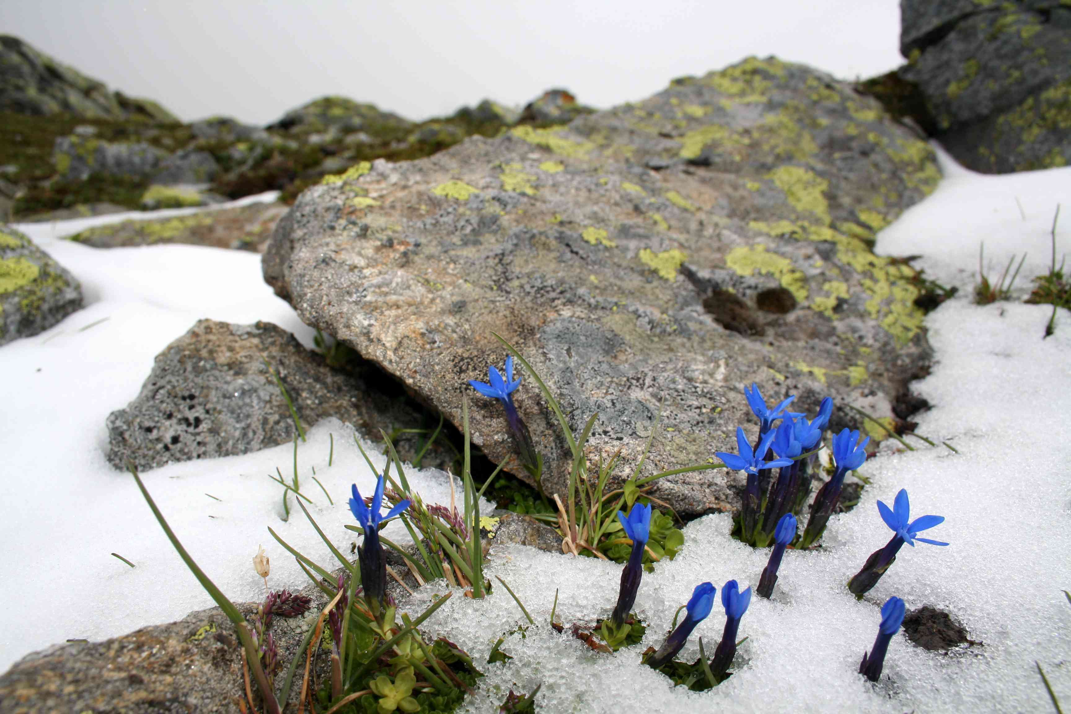 明亮的蓝色花朵从岩石地面上的雪中伸出来＂width=
