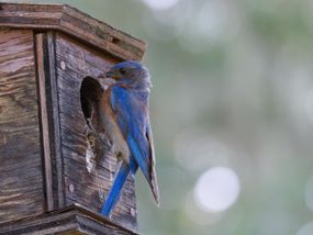 蓝鸟悬停在木制鸟屋入口孔外面