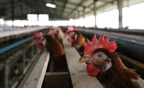 鸟类流感增加对养鸡者生计的威胁“width=