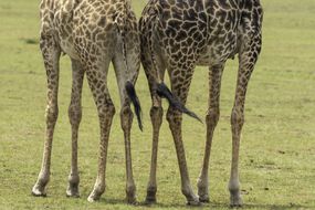 马赛马拉国家保护区草原上长颈鹿腿的特写＂width=