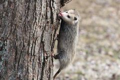 负鼠攀登一棵树的树干