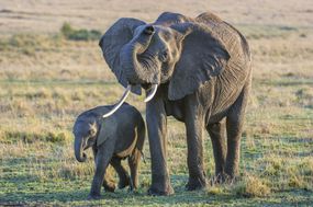 非洲稀树草原大象和婴儿“width=