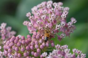有小蜜蜂采集花粉的乳草＂width=
