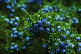 细节的杜松用蓝色浆果在秋天。”width=