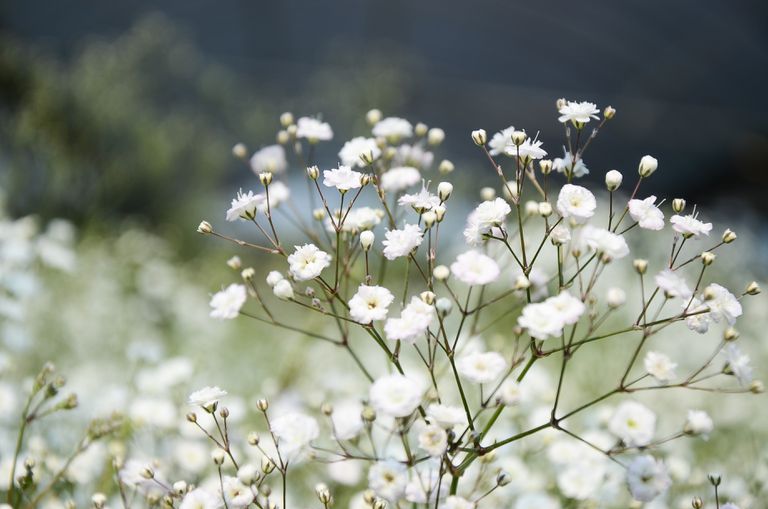 婴儿的呼吸（Gypsophila paniculata）“class=