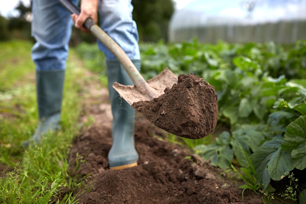 想在你在花园里挖。你真的需要耕种土地,或者是床好吗?