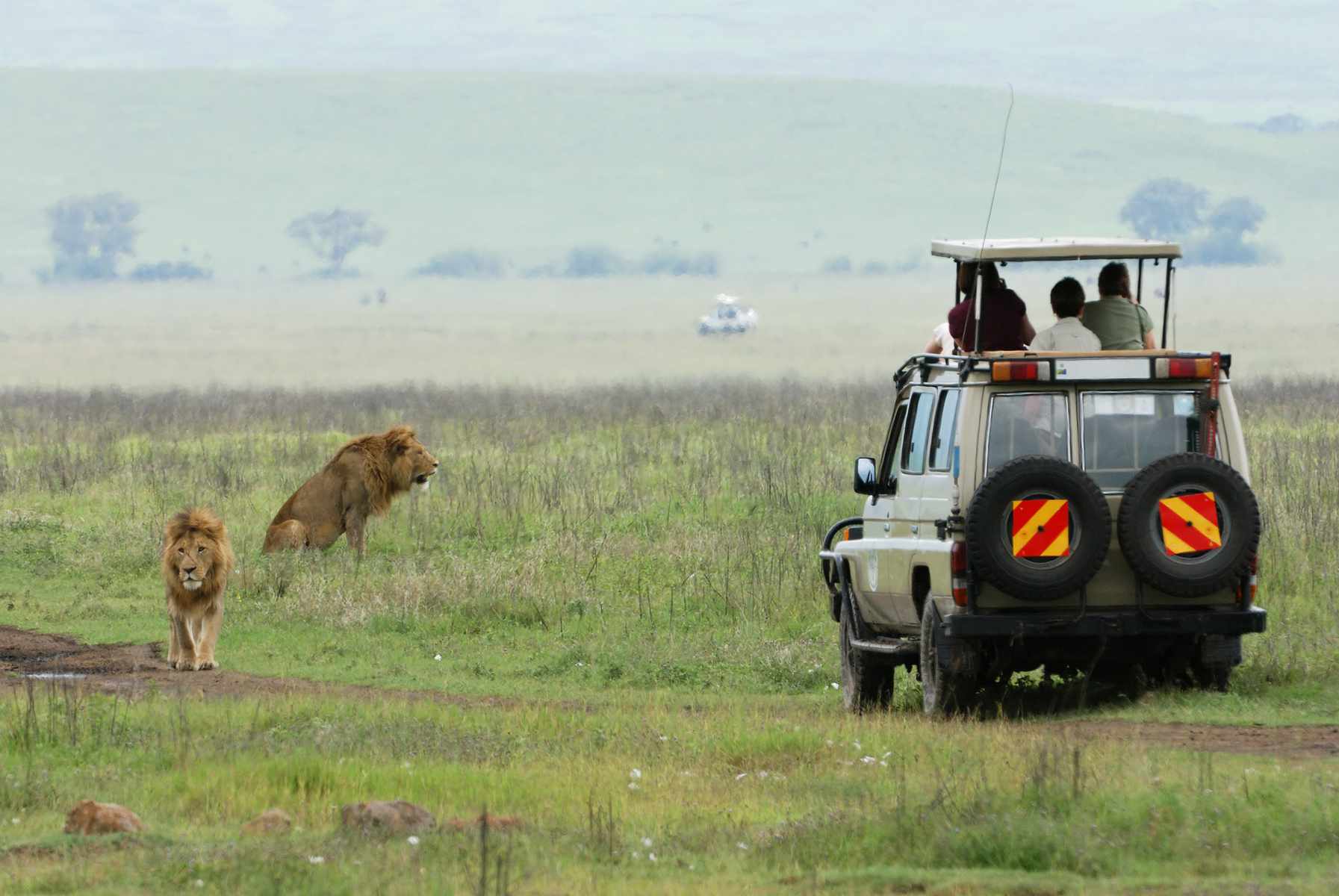 一辆游猎吉普车靠近田野里的一群狮子＂width=