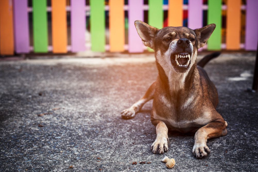 angry dog growling