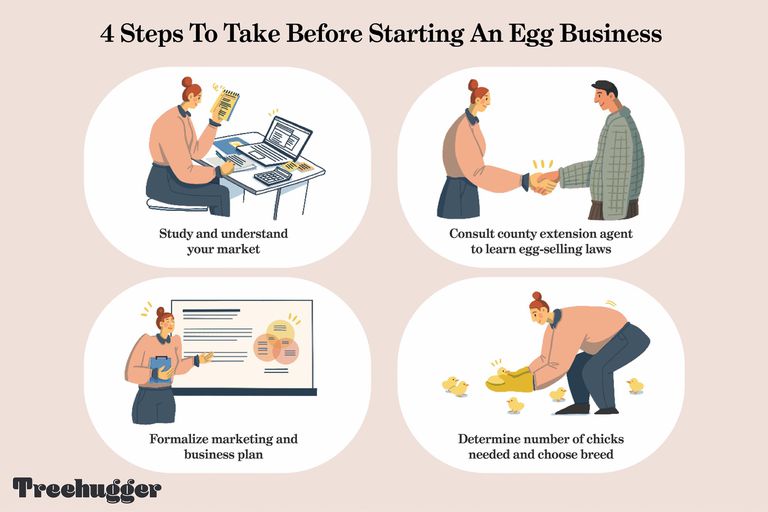 如何开始鸡蛋业务 / 4个步骤