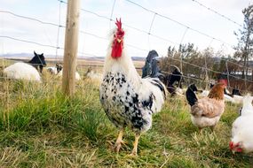 冰岛鸡的图象在农场设置的“width=
