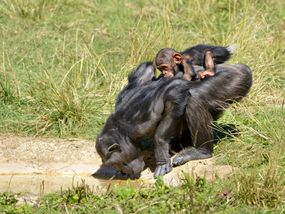 背上驮着孩子的黑猩猩＂width=